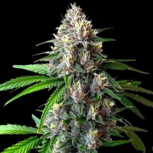 Wedding Cake Auto