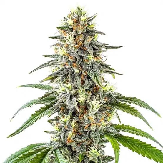 White Fire OG Feminized