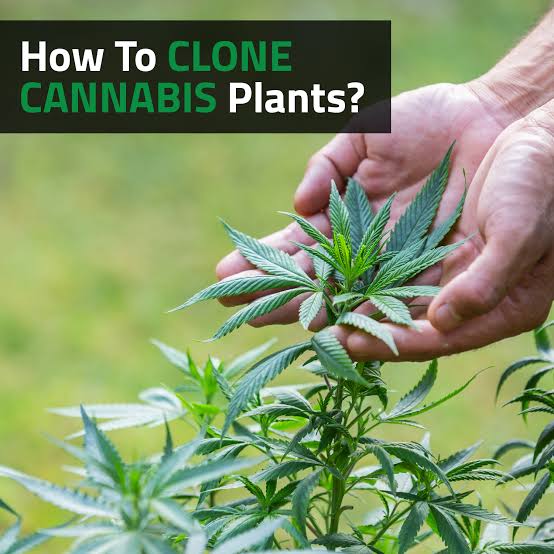 Why Do Commercial Cannabis Growers Need Standardized Cannabis Plants?