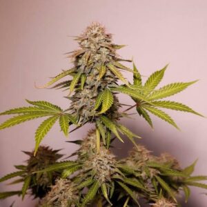 G13 Auto