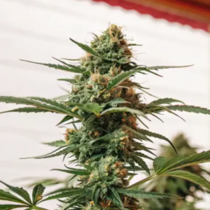 Grizzly Purple Kush Feminized