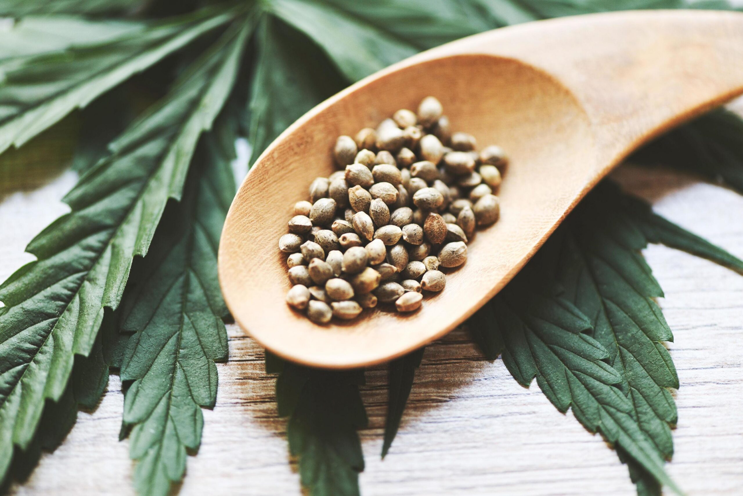 What’s Behind Great Cannabis Genetics? Some Factors Every Grower Should Know