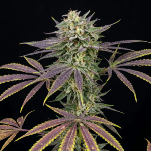 Maui Wowie Feminized