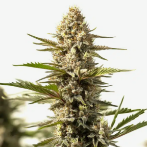 Sour Kush Feminized
