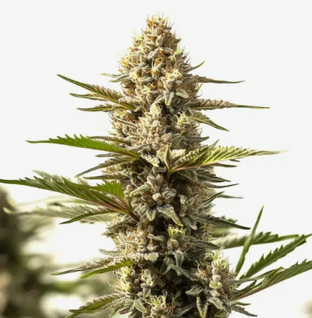 Sour Kush Feminized