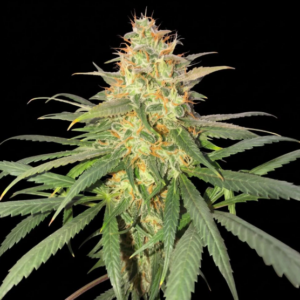 Strawberry Kush Feminized