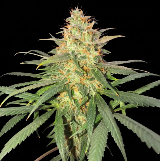 Strawberry Kush Feminized