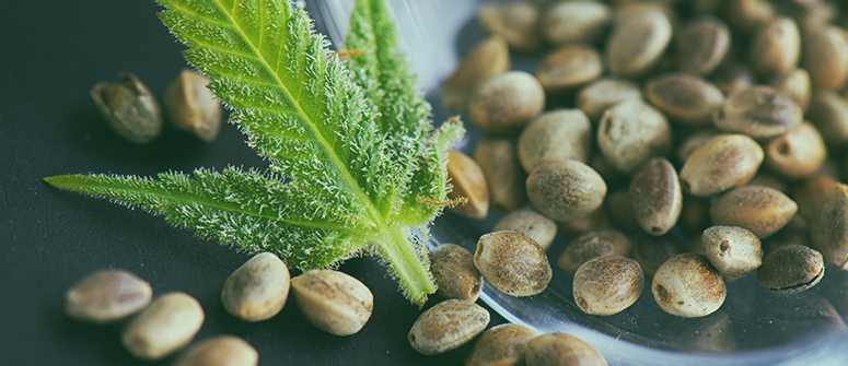 Where to Buy Marijuana Seeds Online