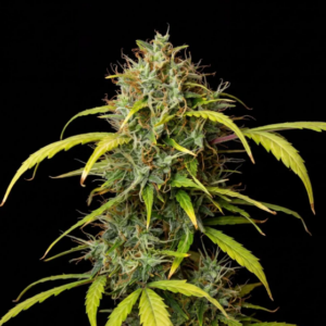 G13 Feminized