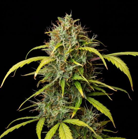 G13 Feminized