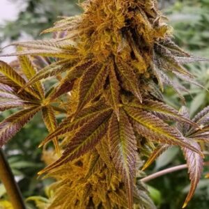 Blackberry OG