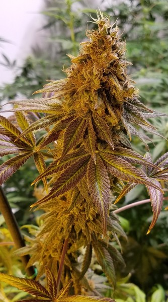 Blackberry OG