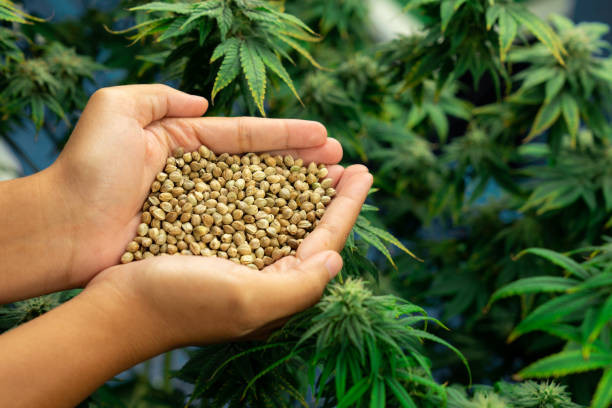 Buying Marijuana Seeds Online: Here’s What to Look For and Where to Buy