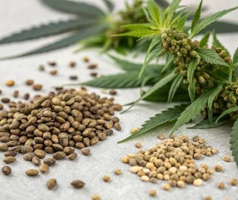 A Bigger Genetic Menu: Why Online Cannabis Seeds Offer More Strain Choices