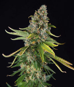 Holy Gelato