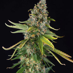 Holy Gelato