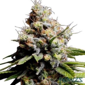 Skyberry OG