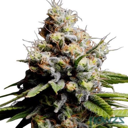 Skyberry OG