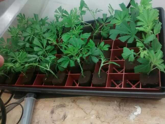 A Garden Begins In Genetics: Exploring Different Cannabis Seed Choices