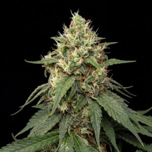 24k Gold Feminized
