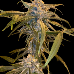 Blue Dream Santa Cruz Cut