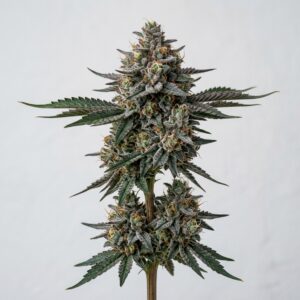 Blueberry Kush