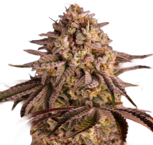 Carbon Candy
