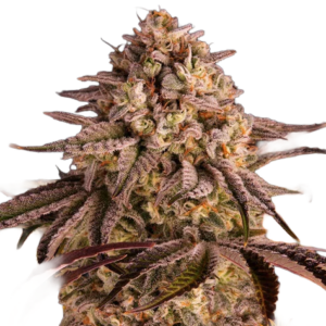 Carbon Candy
