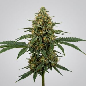 Double Gas OG
