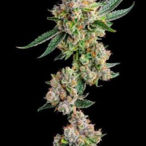 Glue 31