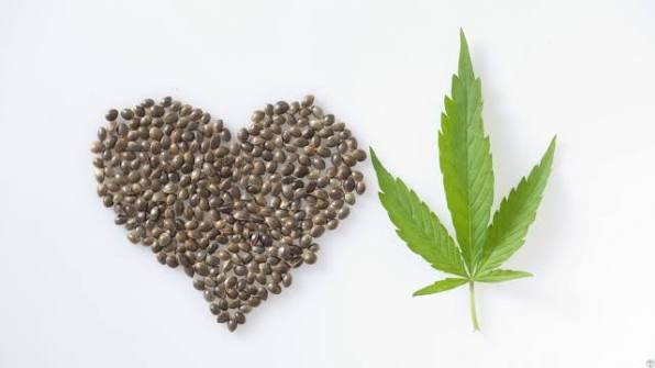 Quality Over Quantity: Selecting Cannabis Seeds For Large-Scale Cultivation