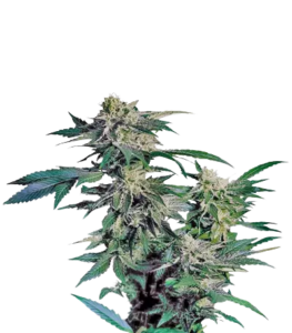 Skunk Kush