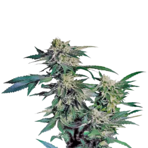 Skunk Kush