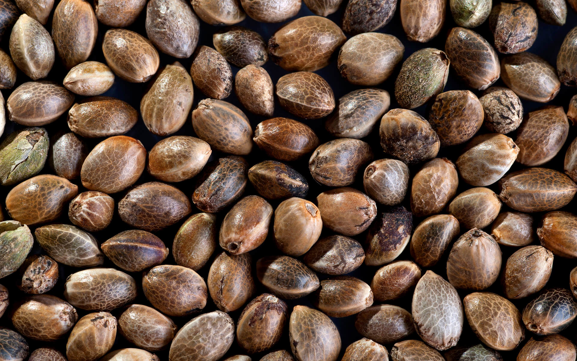 Where to Buy Marijuana Seeds Online: What You Need to Know