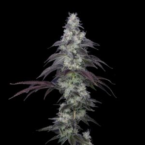 Dark Rainbow