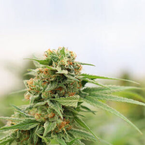 Dream Diesel